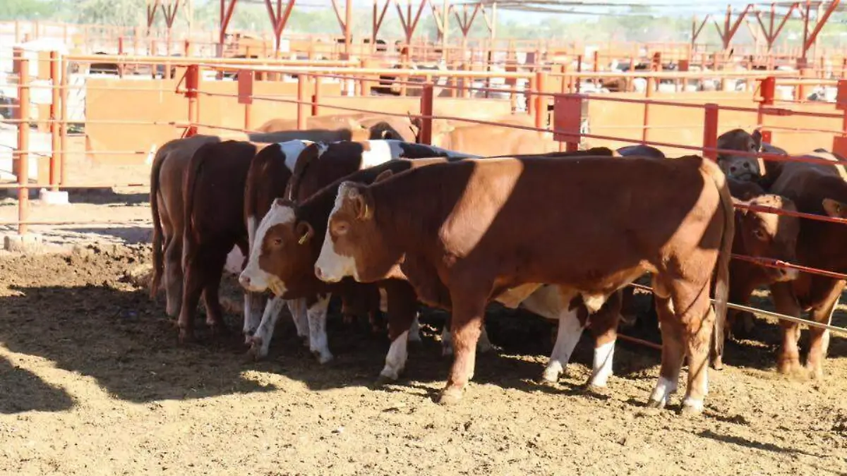 vacas ganado ganaderia ugrs